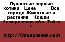 Пушистые чёрные котики › Цена ­ 100 - Все города Животные и растения » Кошки   . Кемеровская обл.,Тайга г.